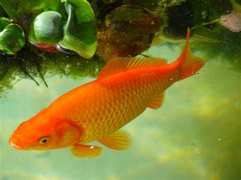 is fish wet|Is a fish wet : r/Fish .